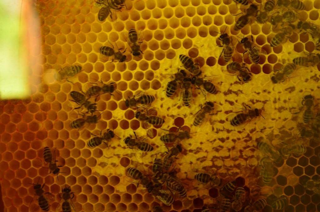 Sleeping With The Bees Kozjak 코바리드 외부 사진