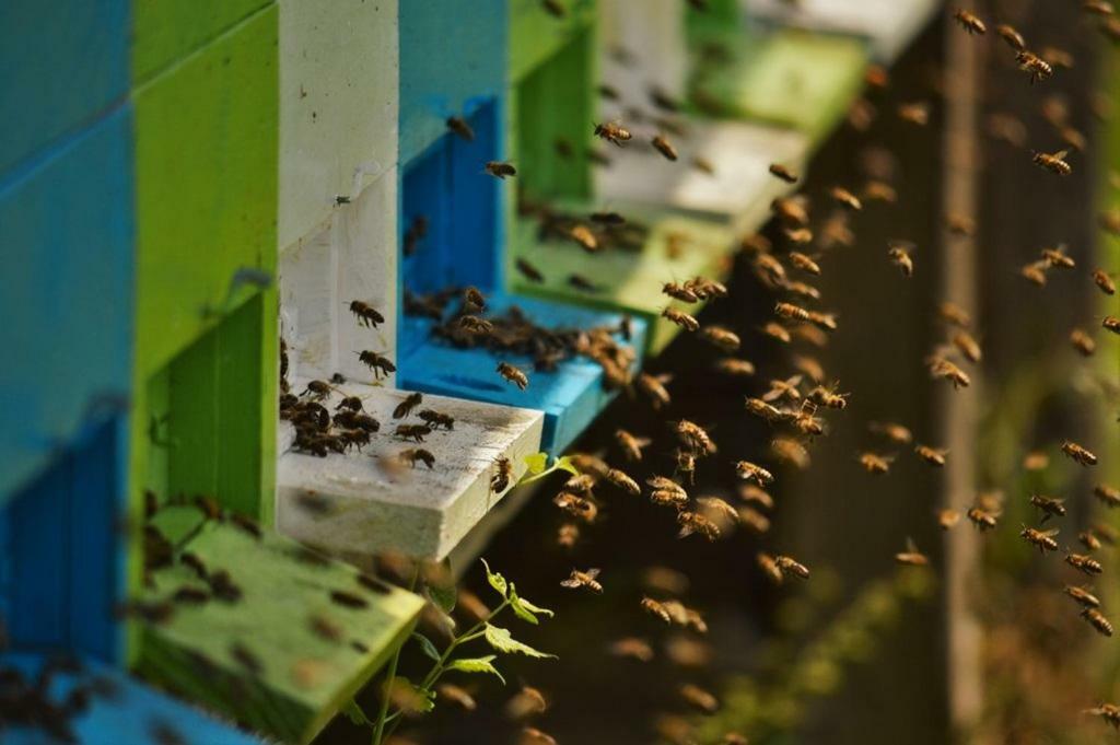 Sleeping With The Bees Kozjak 코바리드 외부 사진